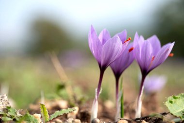 Bir tarlada Saffron çiçeklerine yakın çekim - zafferano