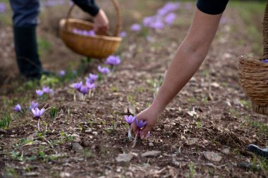 Bir tarlada Saffron çiçeklerine yakın çekim - zafferano