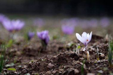 Bir tarlada Saffron çiçeklerine yakın çekim - zafferano