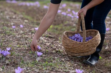 Bir tarlada Saffron çiçeklerine yakın çekim - zafferano