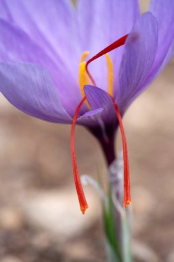 Bir tarlada Saffron çiçeklerine yakın çekim - zafferano