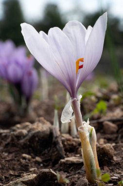 Bir tarlada Saffron çiçeklerine yakın çekim - zafferano