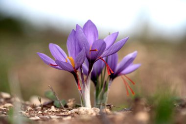 Bir tarlada Saffron çiçeklerine yakın çekim - zafferano