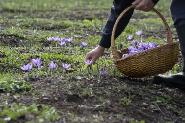 Bir tarlada Saffron çiçeklerine yakın çekim - zafferano
