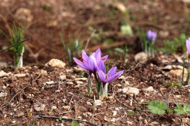 Bir tarlada Saffron çiçeklerine yakın çekim - zafferano