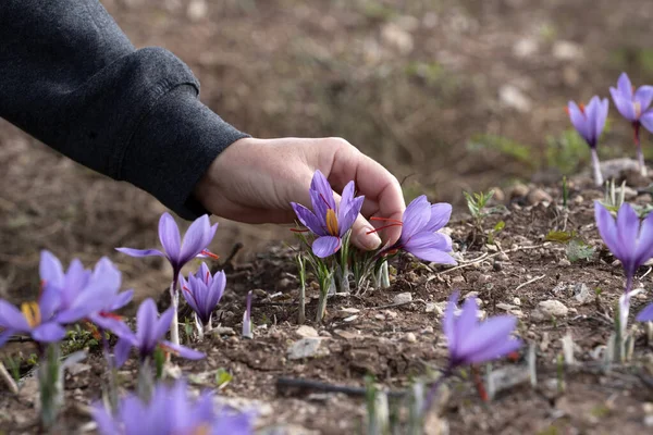 Bir tarlada Saffron çiçeklerine yakın çekim - zafferano