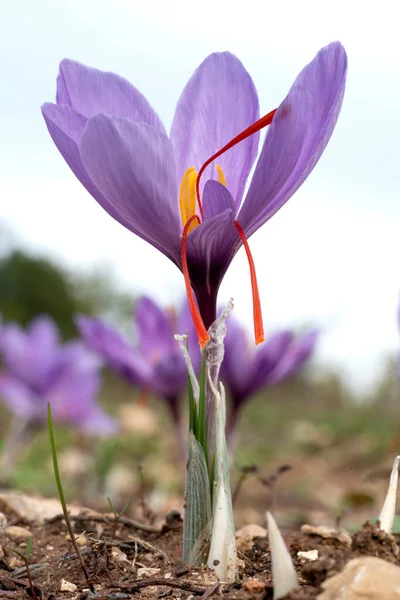 Bir tarlada Saffron çiçeklerine yakın çekim - zafferano