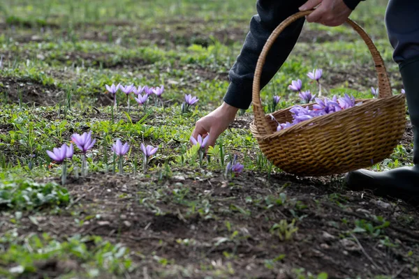 Bir tarlada Saffron çiçeklerine yakın çekim - zafferano