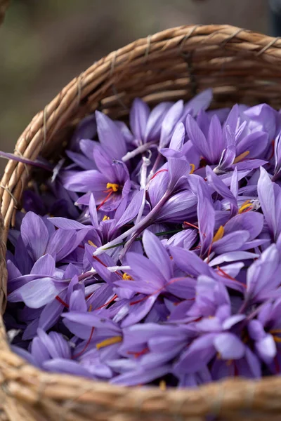 Bir tarlada Saffron çiçeklerine yakın çekim - zafferano