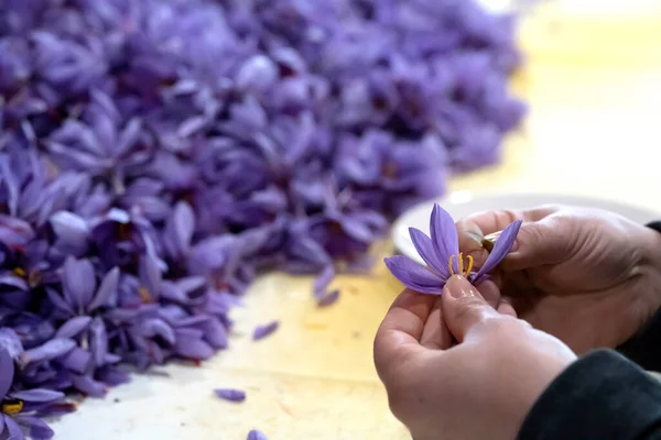 Bir tarlada Saffron çiçeklerine yakın çekim - zafferano