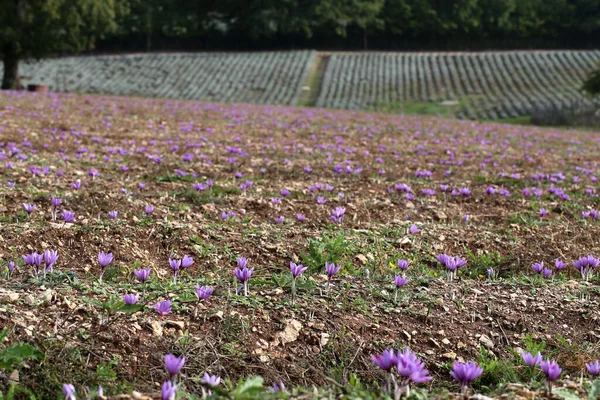 Bir tarlada Saffron çiçeklerine yakın çekim - zafferano