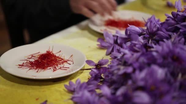 Цветы Шафрана Зафферано — стоковое видео