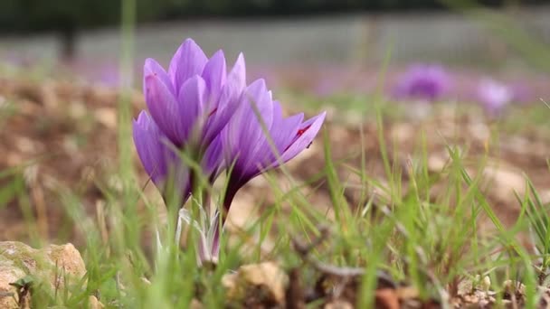 Цветы Шафрана Поле Зафферано — стоковое видео