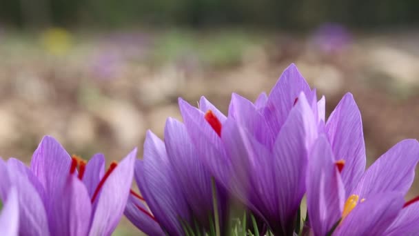 Zbliżenie Saffron Kwiaty Polu Zafferano — Wideo stockowe