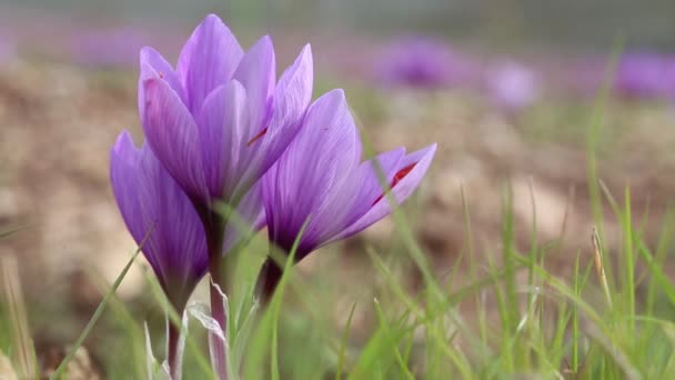 Цветы Шафрана Поле Зафферано — стоковое видео