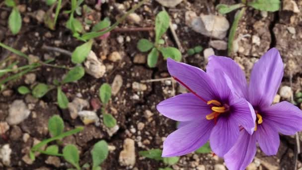 Zbliżenie Saffron Kwiaty Polu Zafferano — Wideo stockowe