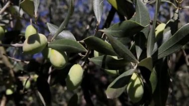 Zeytin ağaçları tarlası. Olgun zeytin toplama işlemi. İtalya 'da ekstra bakire zeytinyağı üretimi için zeytinlikler. Petrol Üretimi. Tarım ve çiftçiler iş başında