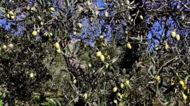 Zeytin ağaçları tarlası. Olgun zeytin toplama işlemi. İtalya 'da ekstra bakire zeytinyağı üretimi için zeytinlikler. Petrol Üretimi. Tarım ve çiftçiler iş başında