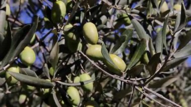 Zeytin ağaçları tarlası. Olgun zeytin toplama işlemi. İtalya 'da ekstra bakire zeytinyağı üretimi için zeytinlikler. Petrol Üretimi. Tarım ve çiftçiler iş başında