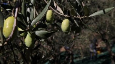 Zeytin ağaçları tarlası. Olgun zeytin toplama işlemi. İtalya 'da ekstra bakire zeytinyağı üretimi için zeytinlikler. Petrol Üretimi. Tarım ve çiftçiler iş başında