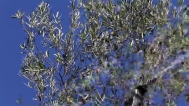 Zeytin ağaçları tarlası. Olgun zeytin toplama işlemi. İtalya 'da ekstra bakire zeytinyağı üretimi için zeytinlikler. Petrol Üretimi. Tarım ve çiftçiler iş başında