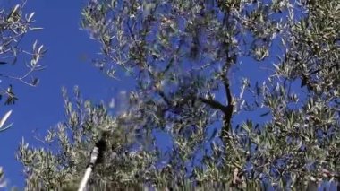 Zeytin ağaçları tarlası. Olgun zeytin toplama işlemi. İtalya 'da ekstra bakire zeytinyağı üretimi için zeytinlikler. Petrol Üretimi. Tarım ve çiftçiler iş başında