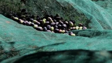 Zeytin ağaçları tarlası. Olgun zeytin toplama işlemi. İtalya 'da ekstra bakire zeytinyağı üretimi için zeytinlikler. Petrol Üretimi. Tarım ve çiftçiler iş başında
