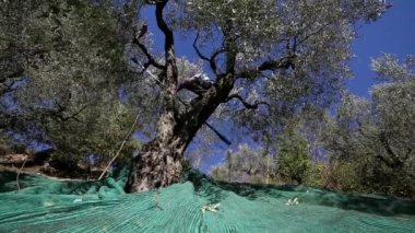 Zeytin ağaçları tarlası. Olgun zeytin toplama işlemi. İtalya 'da ekstra bakire zeytinyağı üretimi için zeytinlikler. Petrol Üretimi. Tarım ve çiftçiler iş başında