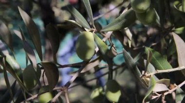 Zeytin ağaçları tarlası. Olgun zeytin toplama işlemi. İtalya 'da ekstra bakire zeytinyağı üretimi için zeytinlikler. Petrol Üretimi. Tarım ve çiftçiler iş başında