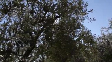 Zeytin ağaçları tarlası. Olgun zeytin toplama işlemi. İtalya 'da ekstra bakire zeytinyağı üretimi için zeytinlikler. Petrol Üretimi. Tarım ve çiftçiler iş başında