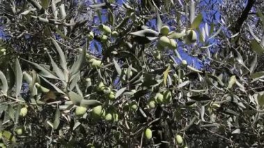 Zeytin ağaçları tarlası. Olgun zeytin toplama işlemi. İtalya 'da ekstra bakire zeytinyağı üretimi için zeytinlikler. Petrol Üretimi. Tarım ve çiftçiler iş başında