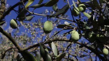 Zeytin ağaçları tarlası. Olgun zeytin toplama işlemi. İtalya 'da ekstra bakire zeytinyağı üretimi için zeytinlikler. Petrol Üretimi. Tarım ve çiftçiler iş başında
