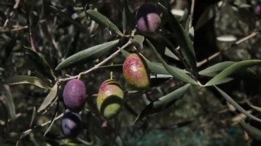 Zeytin ağaçları tarlası. Olgun zeytin toplama işlemi. İtalya 'da ekstra bakire zeytinyağı üretimi için zeytinlikler. Petrol Üretimi. Tarım ve çiftçiler iş başında