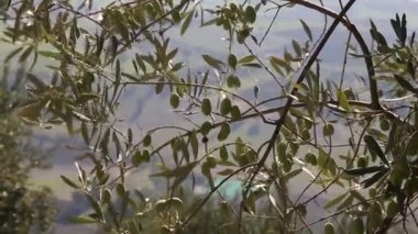 Zeytin ağaçları tarlası. Olgun zeytin toplama işlemi. İtalya 'da ekstra bakire zeytinyağı üretimi için zeytinlikler. Petrol Üretimi. Tarım ve çiftçiler iş başında