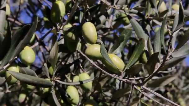 オリーブの木のプランテーションフィールド 熟したオリーブの収穫を選ぶプロセス イタリアでエキストラバージンオリーブオイルの生産のためのオリーブ畑 石油生産 農作業に従事する農民 — ストック動画