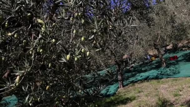 Campo Plantação Oliveiras Processo Colheita Azeitonas Maduras Azeitonas Destinadas Produção — Vídeo de Stock