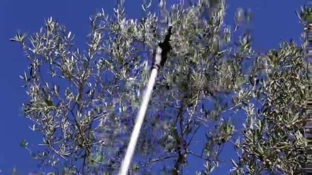 Zeytin Ağaçları Tarlası Olgun Zeytin Toplama Işlemi Talya Ekstra Bakire — Stok video