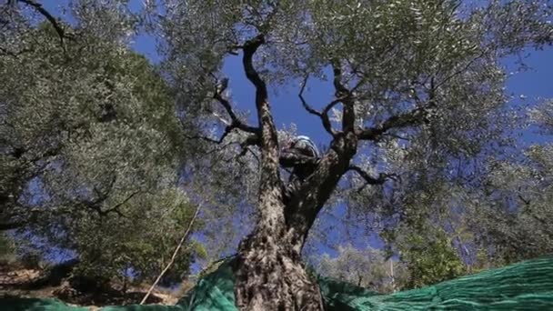 Campo Plantación Olivos Proceso Cosecha Aceitunas Maduras Olivos Para Producción — Vídeos de Stock