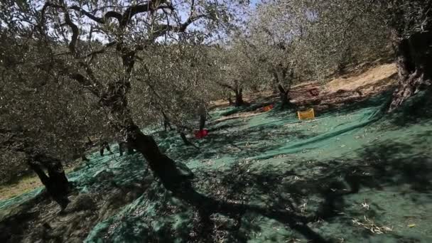 Campo Plantación Olivos Proceso Cosecha Aceitunas Maduras Olivos Para Producción — Vídeos de Stock