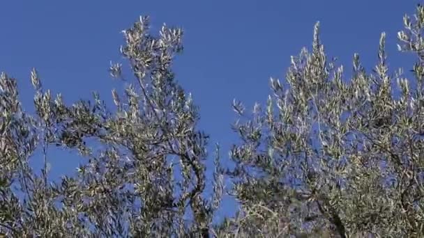 Olivenbäume Plantage Feld Ernteprozess Der Reifen Oliven Olivenhaine Für Die — Stockvideo