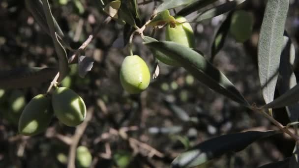 Pole Plantacji Drzew Oliwnych Proces Zbierania Dojrzałych Oliwek Gaje Oliwne — Wideo stockowe