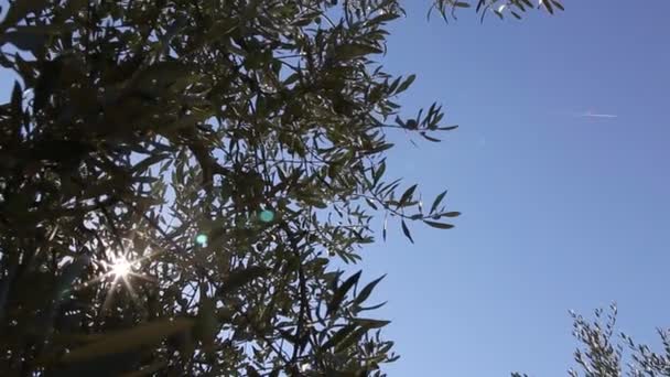 Pole Výsadby Olivovníků Proces Sklizně Zralých Oliv Olivové Háje Určené — Stock video