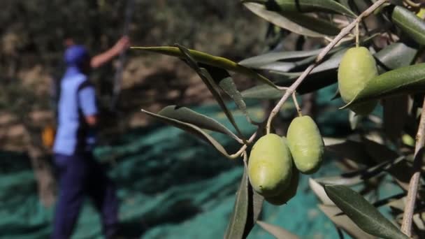 橄榄树种植园 采摘成熟橄榄的过程 橄榄园 用于在意大利生产额外的原始橄榄油 石油生产 农业和工作农民 — 图库视频影像