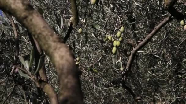 Pole Výsadby Olivovníků Proces Sklizně Zralých Oliv Olivové Háje Určené — Stock video