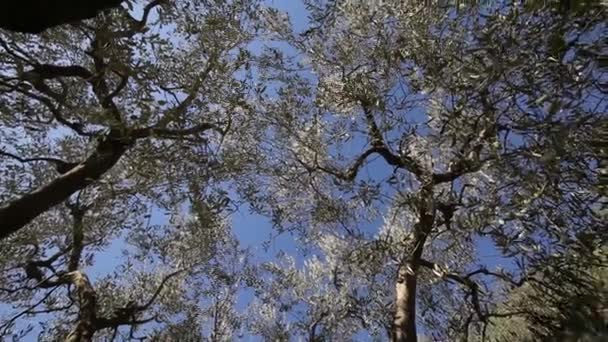 Olive Trees Plantation Field Process Picking Ripe Olives Harvest Olive — Stock Video
