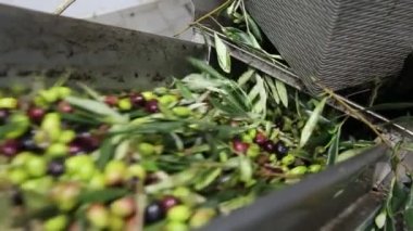 Modern bir İtalyan yağ değirmeninde zeytin temizleme ve yağlama işlemi. Petrol Üretimi. Ekstra taze, saf zeytinyağı.