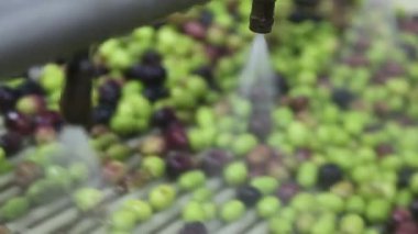 Modern bir İtalyan yağ değirmeninde zeytin temizleme ve yağlama işlemi. Petrol Üretimi. Ekstra taze, saf zeytinyağı.