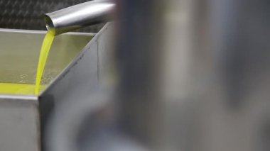 Modern bir İtalyan yağ değirmeninde zeytin temizleme ve yağlama işlemi. Petrol Üretimi. Ekstra taze, saf zeytinyağı.