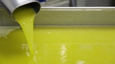 Modern bir İtalyan yağ değirmeninde zeytin temizleme ve yağlama işlemi. Petrol Üretimi. Ekstra taze, saf zeytinyağı.