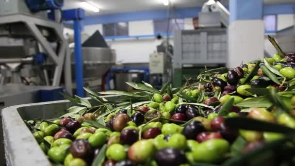 Processo Pulizia Defogliazione Delle Olive Moderno Frantoio Italiano Produzione Olio — Video Stock